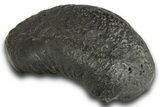 Huge, Fossil Whale Ear Bone - South Carolina #321082-1
